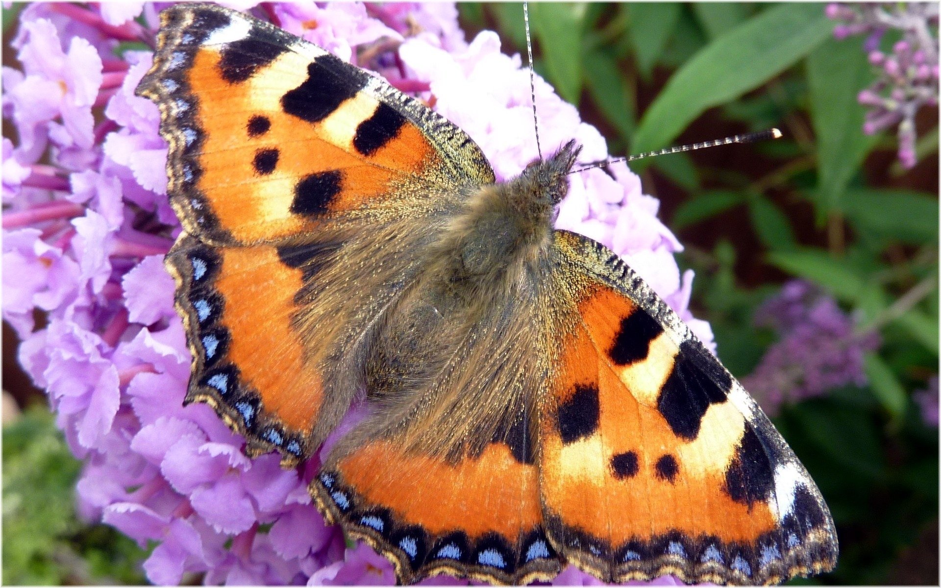 insects butterfly flower