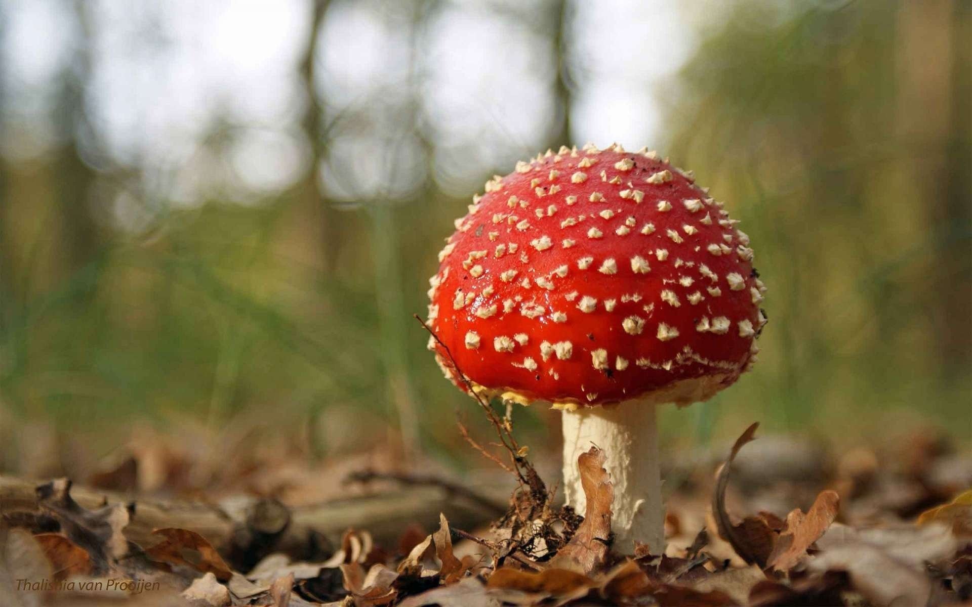 seta amanita otoño hojas