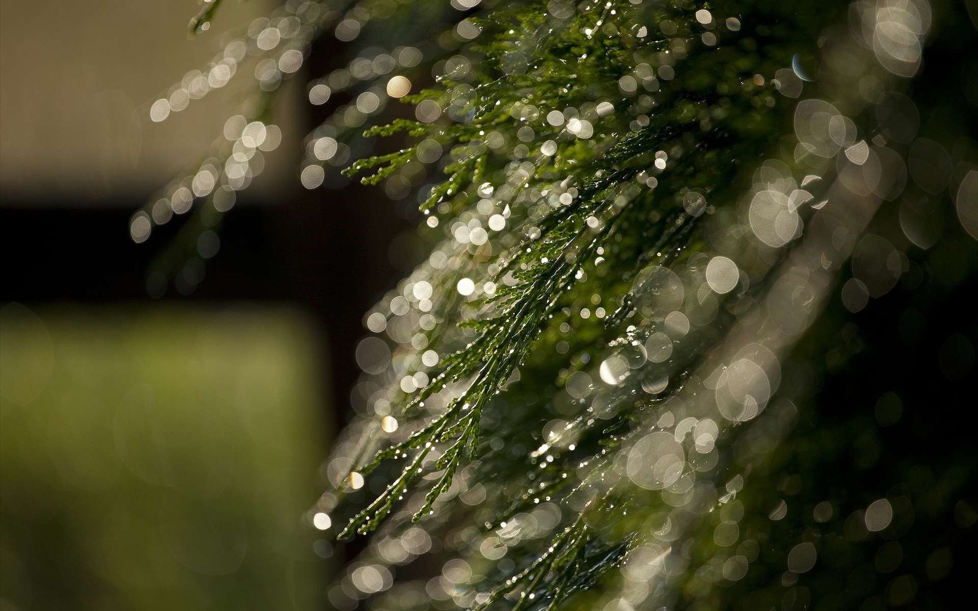 plant branch drops bokeh