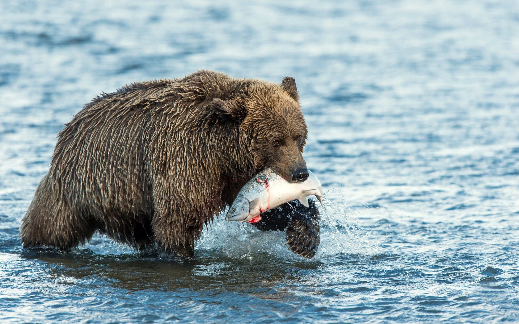 food bear water catch fish