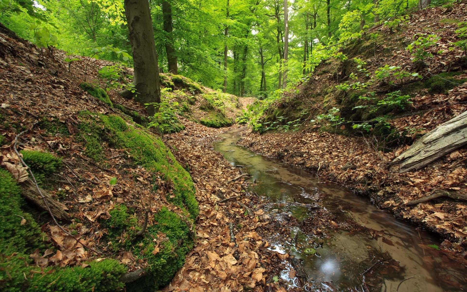 forest stream