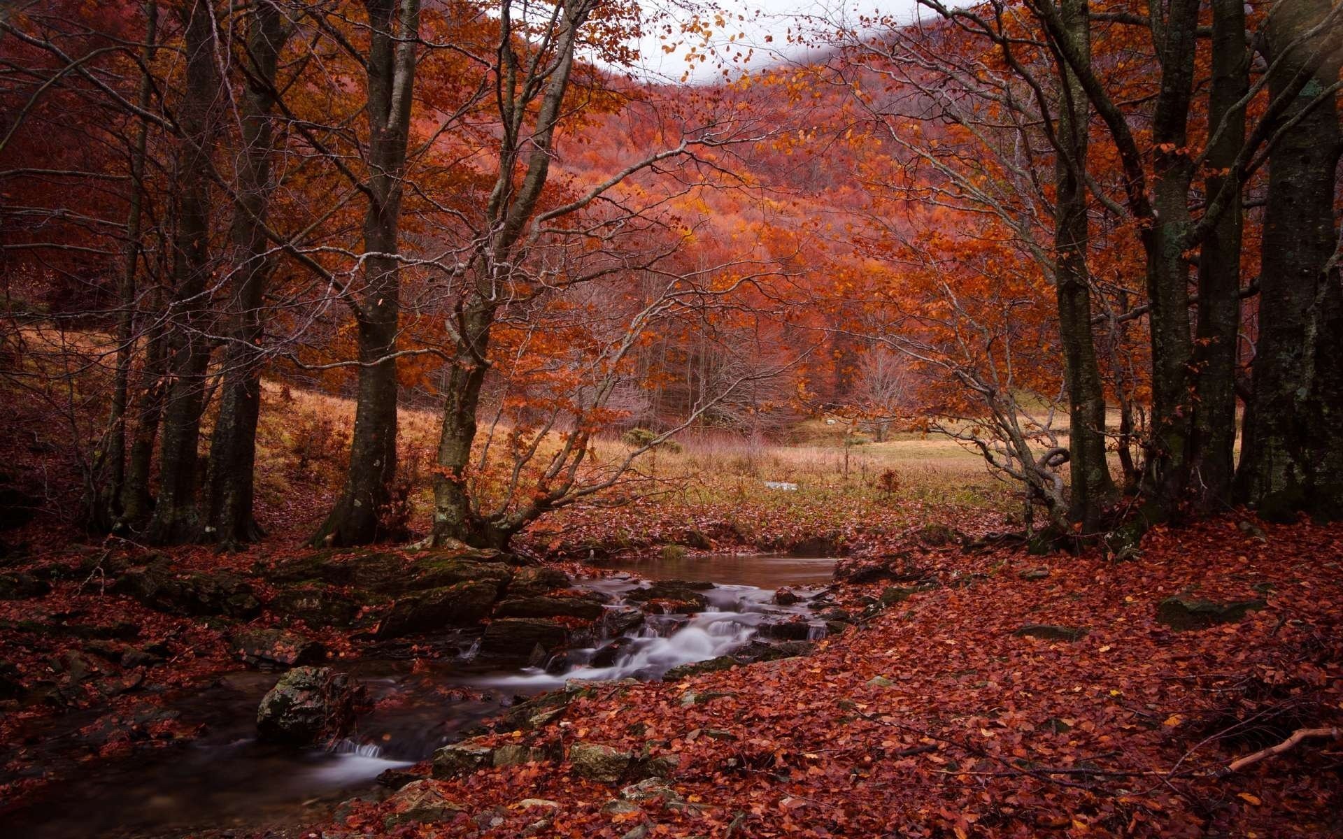 forêt ruisseau automne