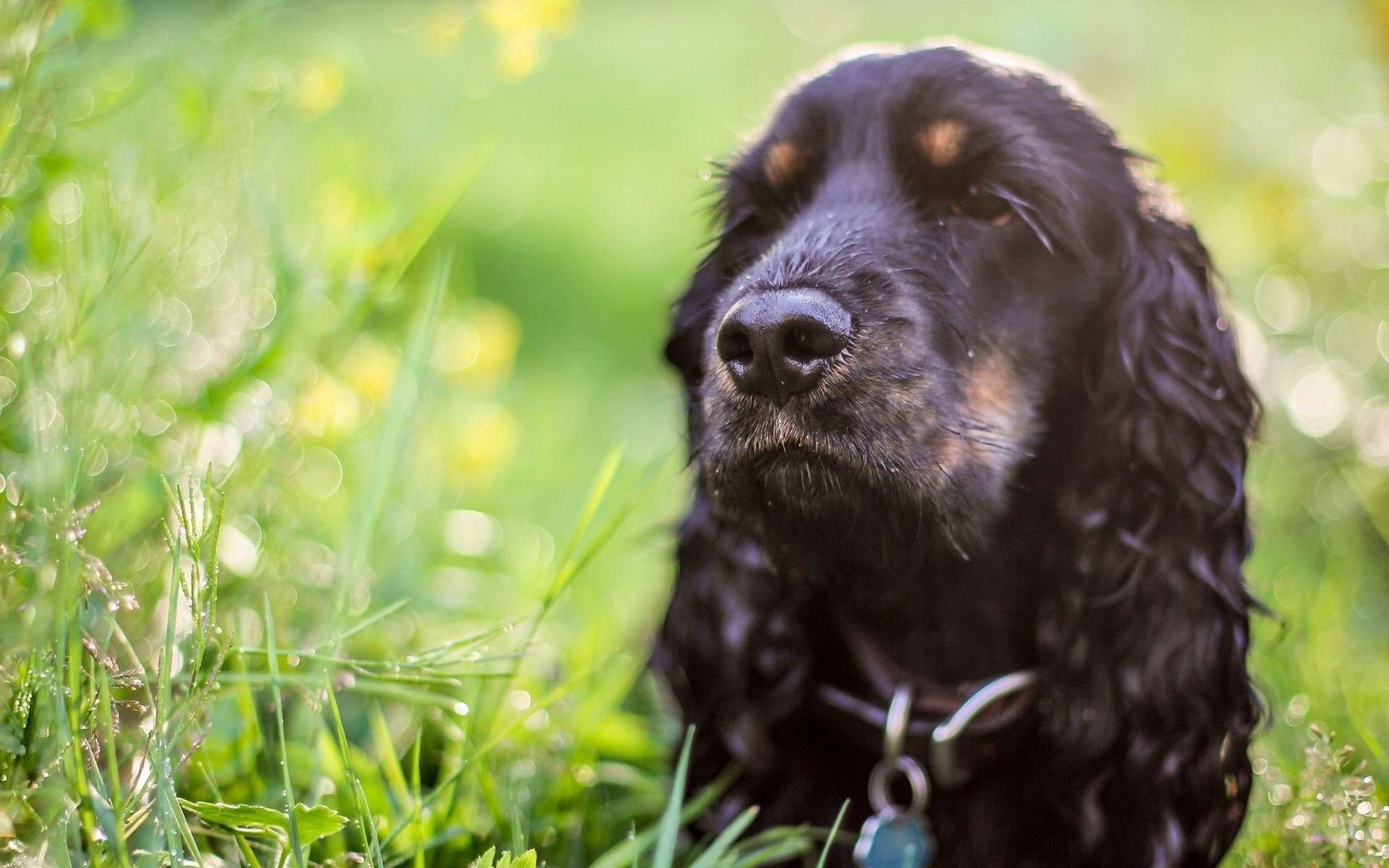 cane spaniel