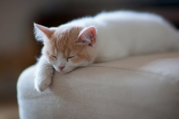 Белый кот спит на диване