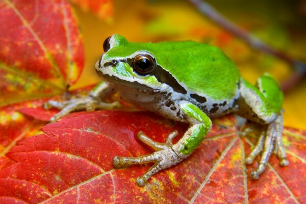 Grenouille verte assise sur une feuille rouge