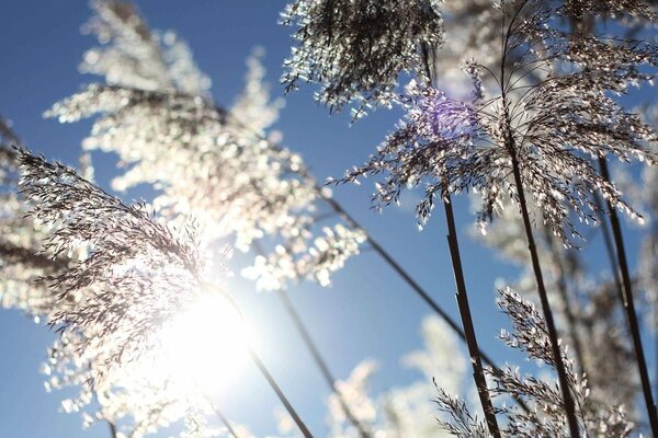 Fond d écran d hiver avec des plantes dans le givre