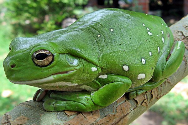 A young green toad on a branch