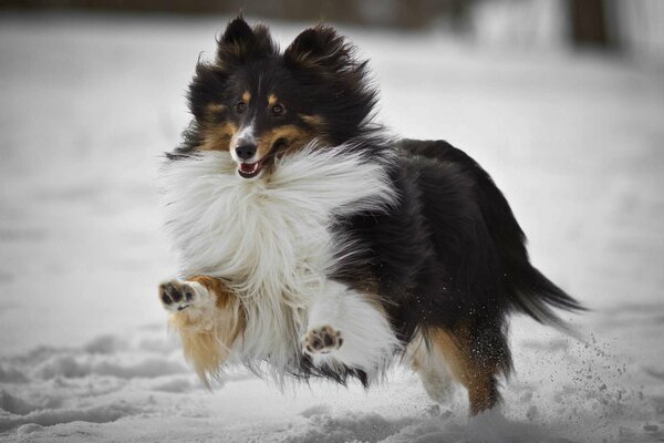 Angekommen rast durch den weißen Schnee