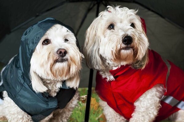 Lapdogs under an umbrella in a walking belt