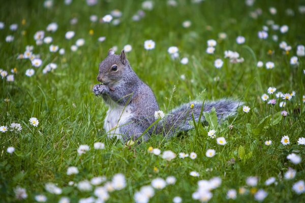 Squirrel in the grass on a background of flowers