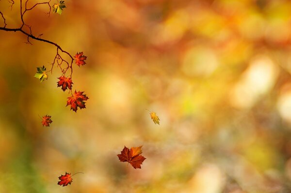 Autumn wallpaper with flying maple leaves