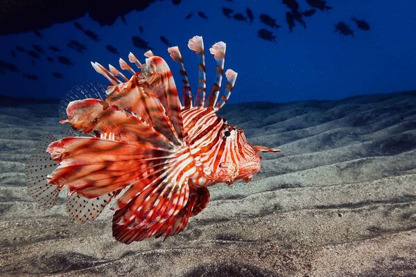 Lion fish with red and white stripes