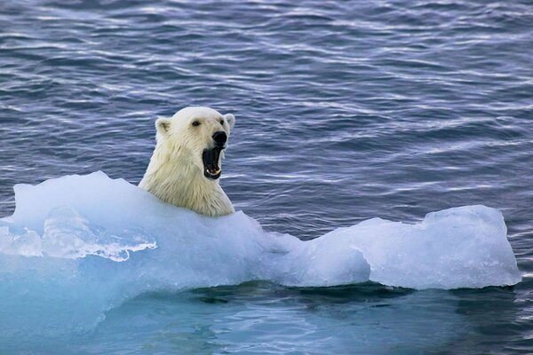 Süßer Bär auf einer Eisscholle in der Arktis