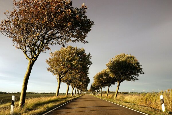 Route avec des arbres partant au loin