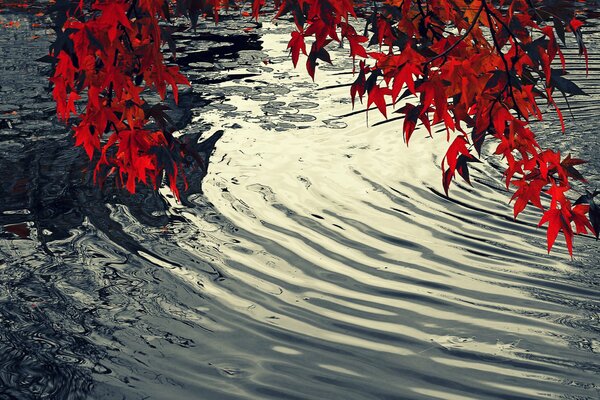 Autumn leaves on the background of a pond