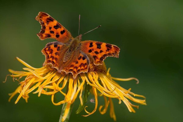 Orangefarbener Schmetterling auf einer gelben Blume