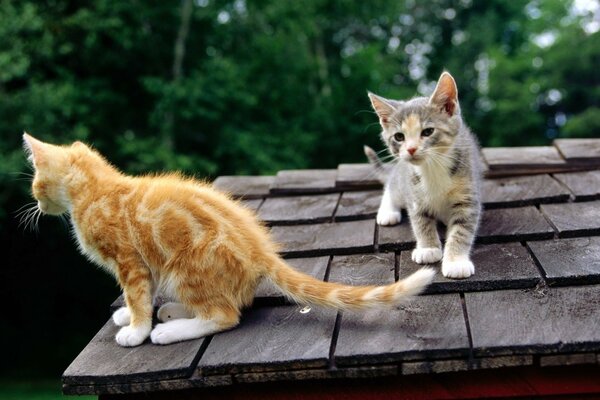 Two kittens are sitting on the roof