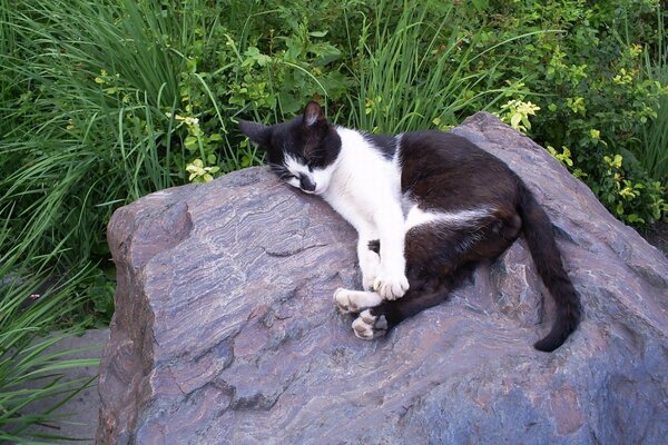 A black and white cat is lying on a large stone