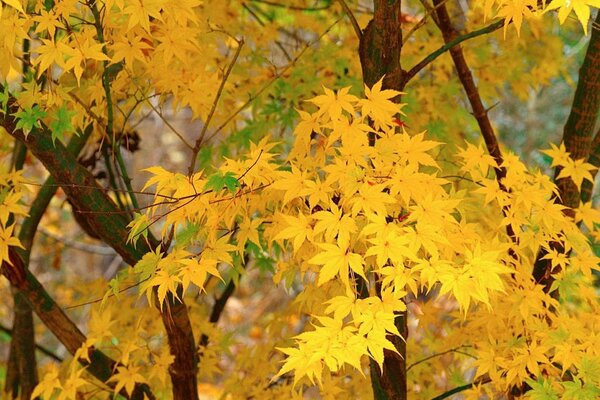 Hojas de arce en los árboles en otoño