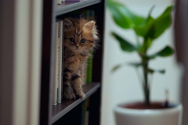 Fluffy kitten on the shelves with books