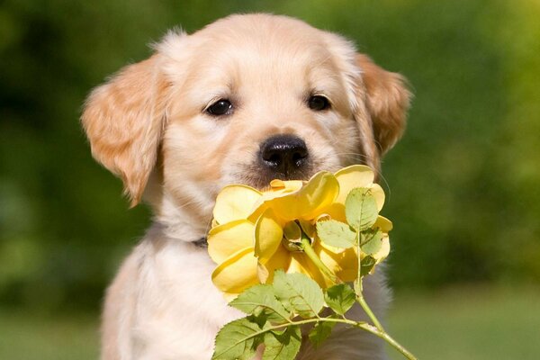 Le chiot Retriever apprécie le parfum de la fleur