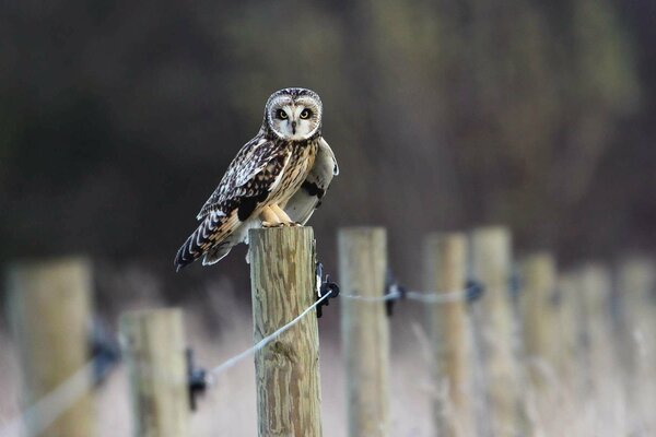 Owl bird on a fence made of logs