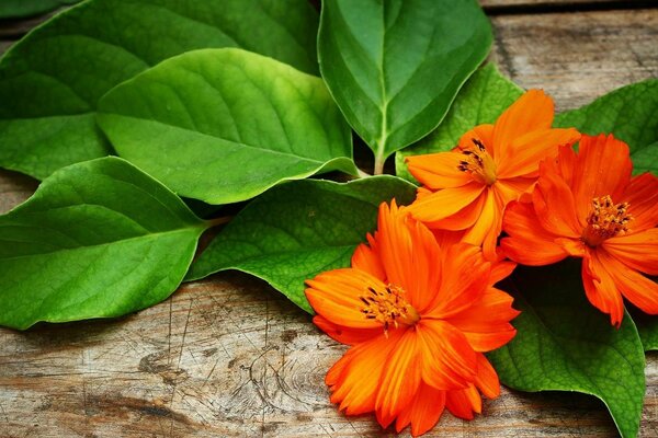 Pétalos de color naranja como el fuego de una flor desconocida