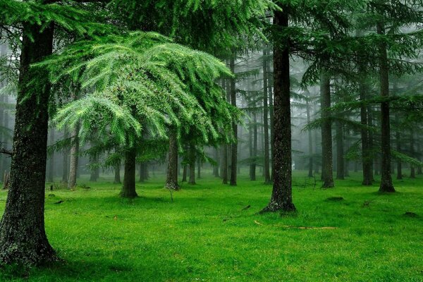 Summer trees on the grass in the forest