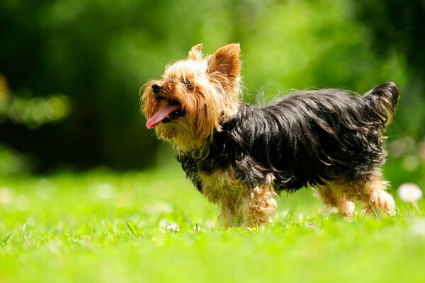 Cane in campo verde, razza Yorkshire Terrier