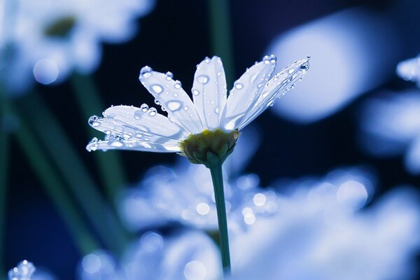 Delicate daisies after the rain