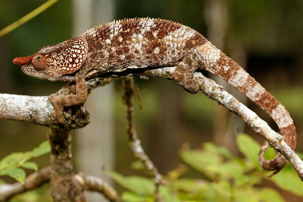 Lagarto camaleón sentado en una rama