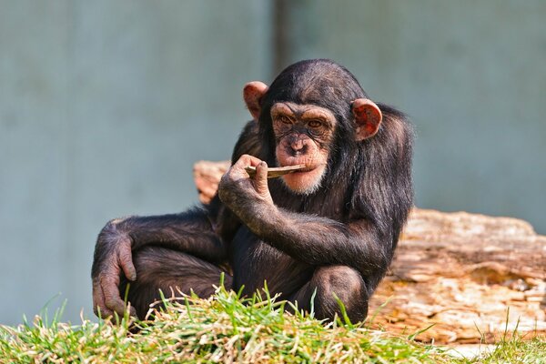 Singe assis avec une baguette dans sa bouche