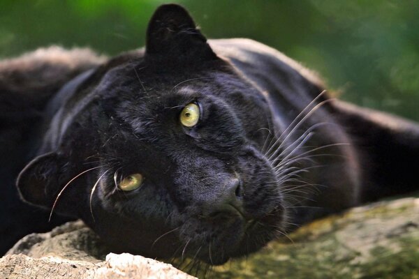 Black jaguar with green eyes