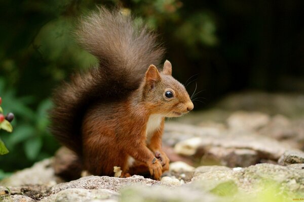 A squirrel in the forest fluffed its tail