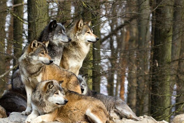 A pack of wolves are looking out for prey