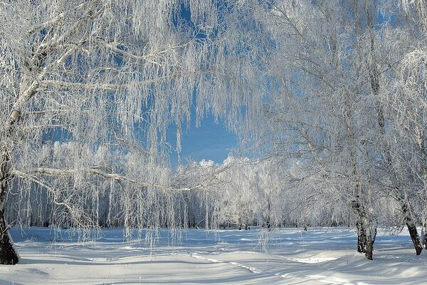 Winterwald mit Frost bedeckt