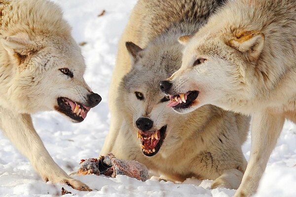 Manada de lobos en la lucha por la presa