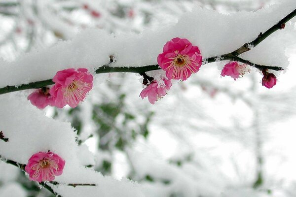 Blooming branch under the snow