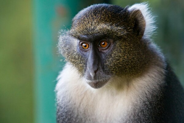 Visage expressif de singe sur fond vert