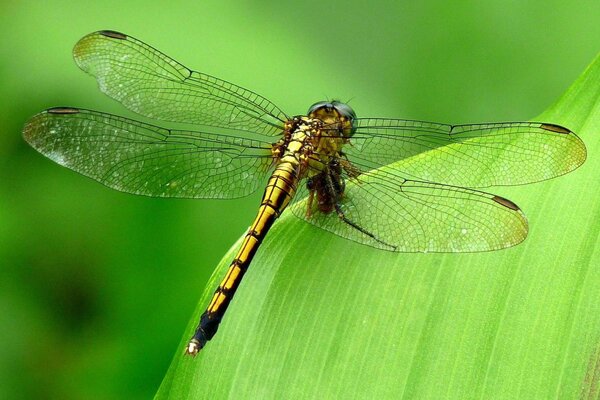 Schöne Libelle auf einem grünen Blatt