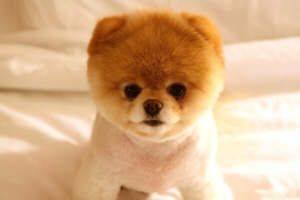 A pomeranian puppy with a beautiful haircut