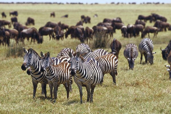 Zebre riuniti sul prato per mangiare erba