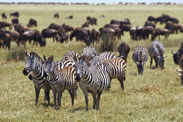 Зебры собрались на лужайку поесть травы