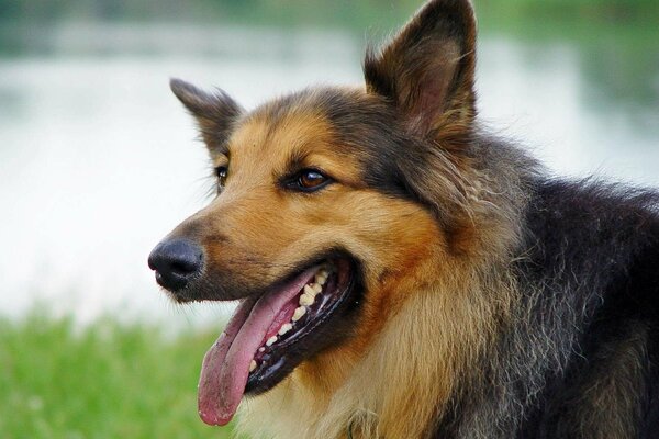 Chien de berger dans la nature avec la langue tirée