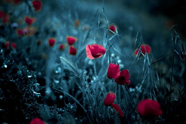 Coquelicots écarlates sur fond gris de nuit