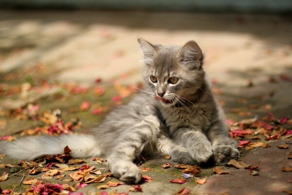 The kitten is sitting in the autumn foliage