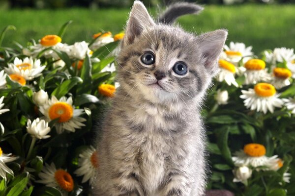 A small , gray kitten in daisies