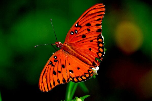 Heller roter Schmetterling auf einem Ast