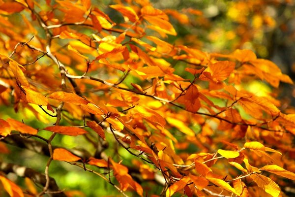 Branche à feuilles jaunes de maaro