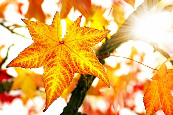 Étoile de bonheur rouge et jaune d automne